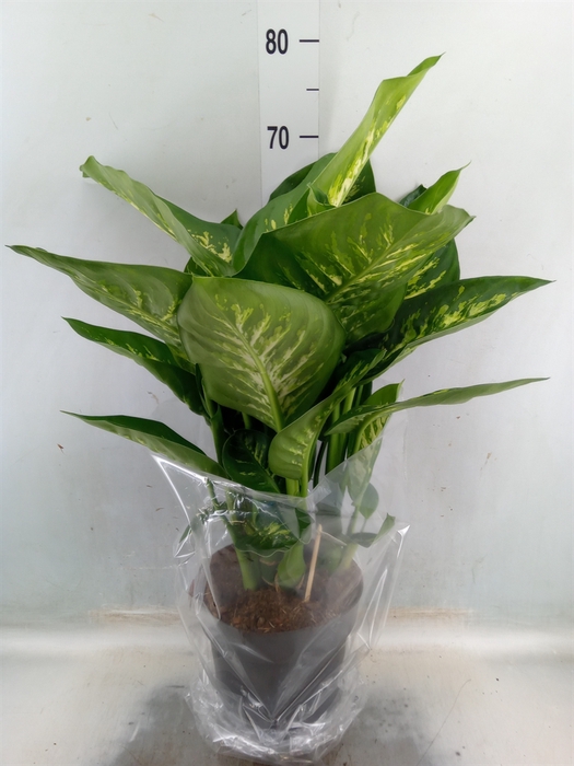 <h4>Dieffenbachia seg. 'Reeva'</h4>