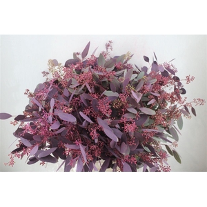 Euca Populus Berry 300gr Abs Lilac P Bunch