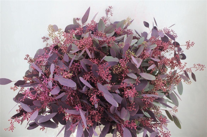 <h4>Euca Populus Berry 300gr Abs Lilac P Bunch</h4>