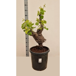 VITIS VINIFERA