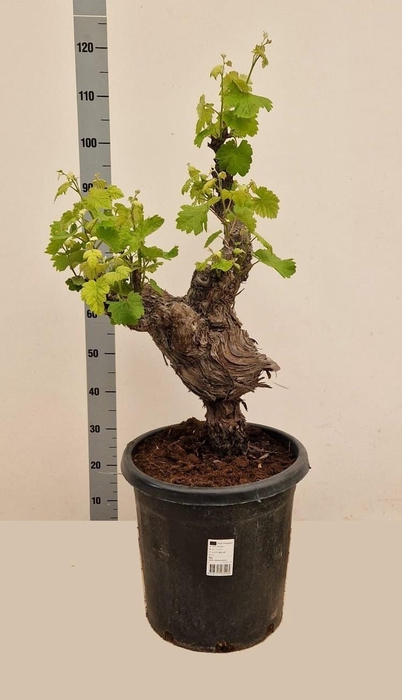 <h4>VITIS VINIFERA</h4>
