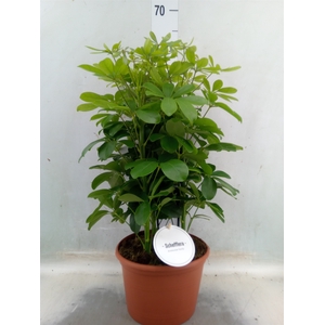 Schefflera arbor. 'Nora'