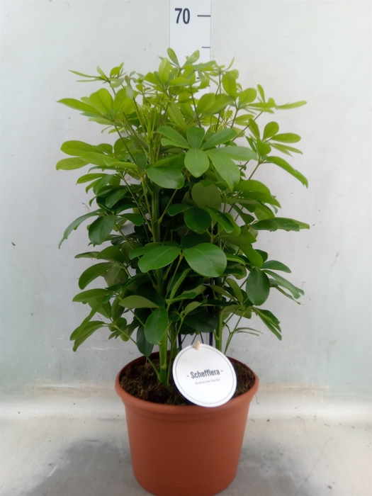 <h4>Schefflera arbor. 'Nora'</h4>