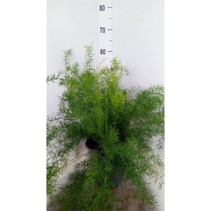 Asparagus dens. 'Sprengeri'