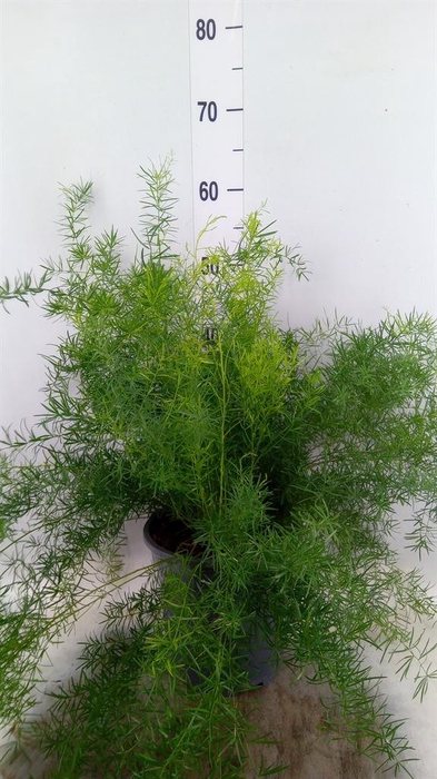 <h4>Asparagus dens. 'Sprengeri'</h4>