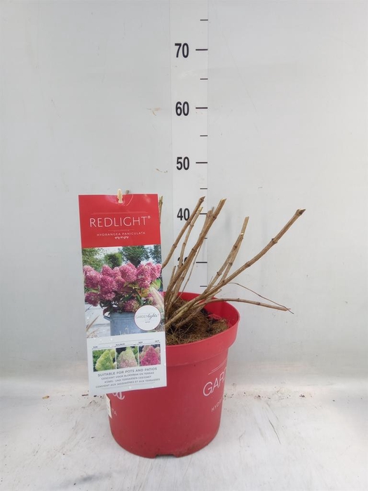 <h4>Hydrangea pan.</h4>