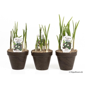 FRITILLARIA MELEAGRIS