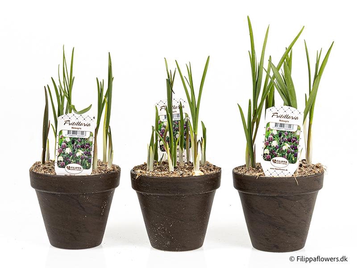 <h4>FRITILLARIA MELEAGRIS</h4>