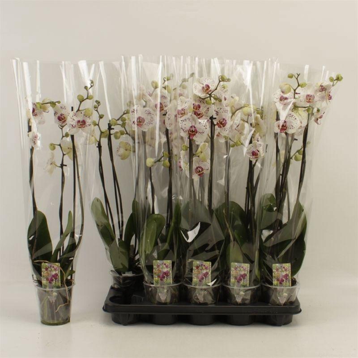 <h4>PHAL CALYPSO</h4>