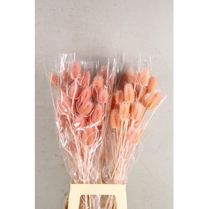 DF Dipsacus Porcellana Bs 130g