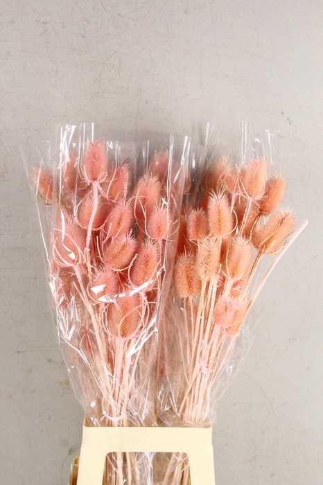 DF Dipsacus Porcellana Bs 130g