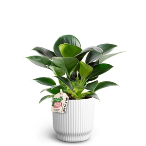 PHILODENDRON ERUBESCENS P10 NORDIC