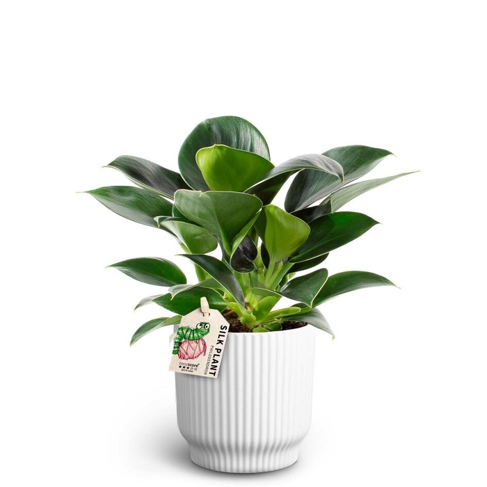 <h4>PHILODENDRON ERUBESCENS P10 NORDIC</h4>