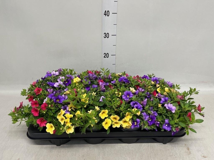 <h4>Calibrachoa   ...</h4>