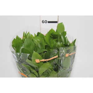 FOLHAGEM RUSCUS 040 CM