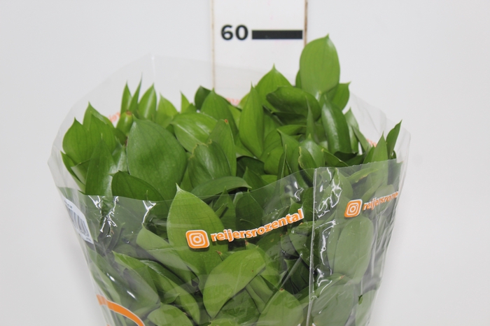 <h4>FOLHAGEM RUSCUS 040 CM</h4>