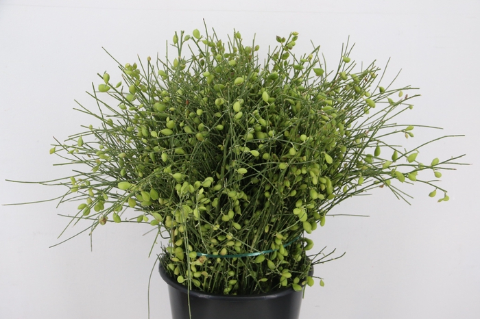 <h4>GINSTER BERRY GREEN 400GR</h4>