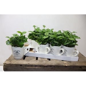 Coffea Arabica In Beker