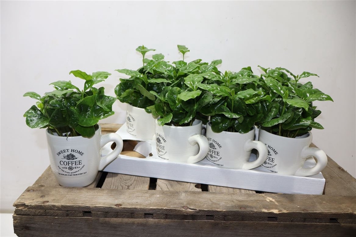 <h4>Coffea Arabica In Beker</h4>