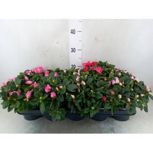 Rhododendron sim.   ...mix