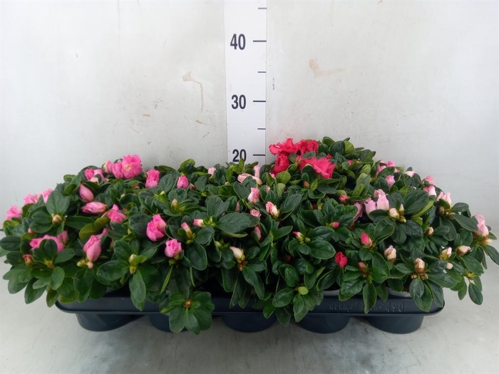 <h4>Rhododendron sim.   ...mix</h4>