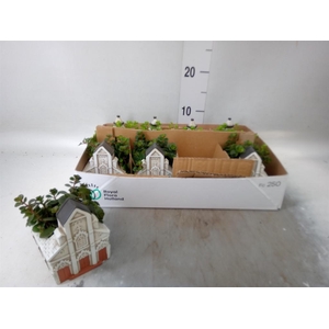 Arr.   Kamerplant Groen L%