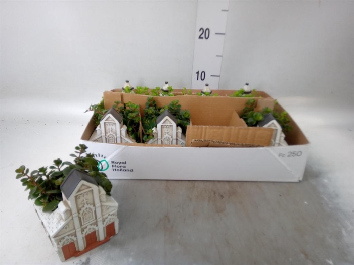 <h4>Arr.   Kamerplant Groen L%</h4>
