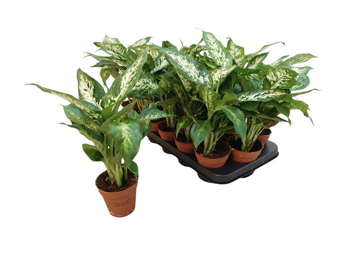 <h4>DIEFF COMPACTA</h4>