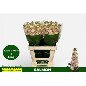 MATTH MILLA SALMON