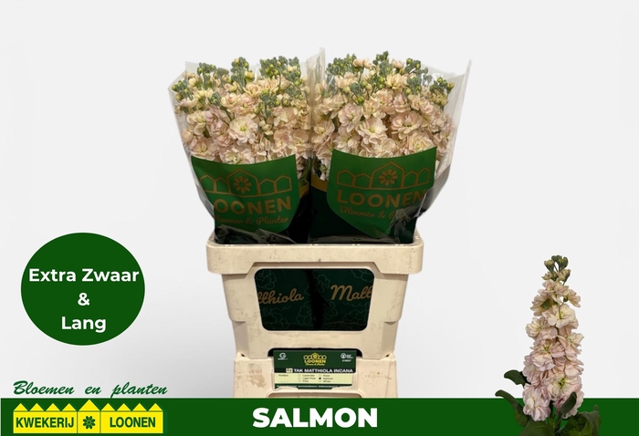 <h4>MATTH MILLA SALMON</h4>