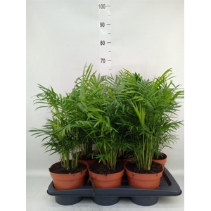 Chamaedorea elegans