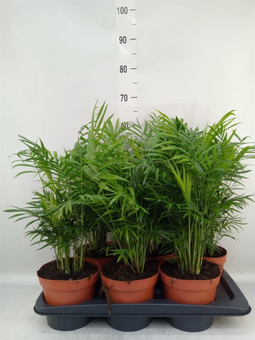 <h4>Chamaedorea elegans</h4>