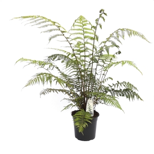 Dicksonia antarctica