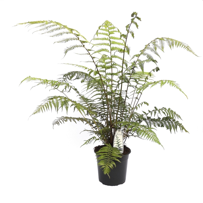 <h4>Dicksonia antarctica</h4>