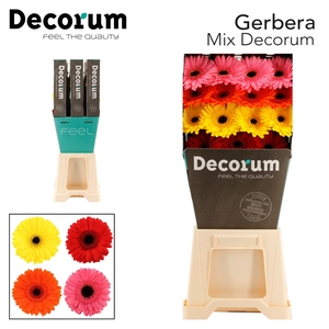 Gerbera Mix 4 Kleuren Diamond