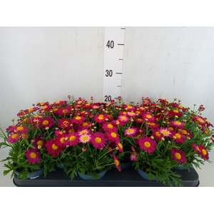 Argyranthemum  'La Rita Purple Red'