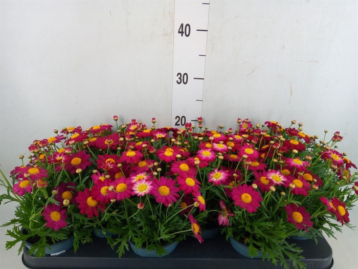 <h4>Argyranthemum  'La Rita Purple Red'</h4>