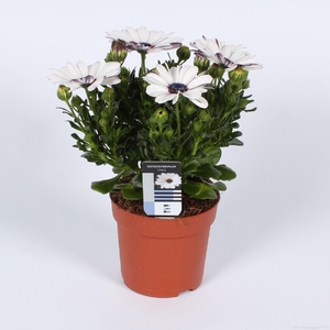 Osteospermum FlowerPower White