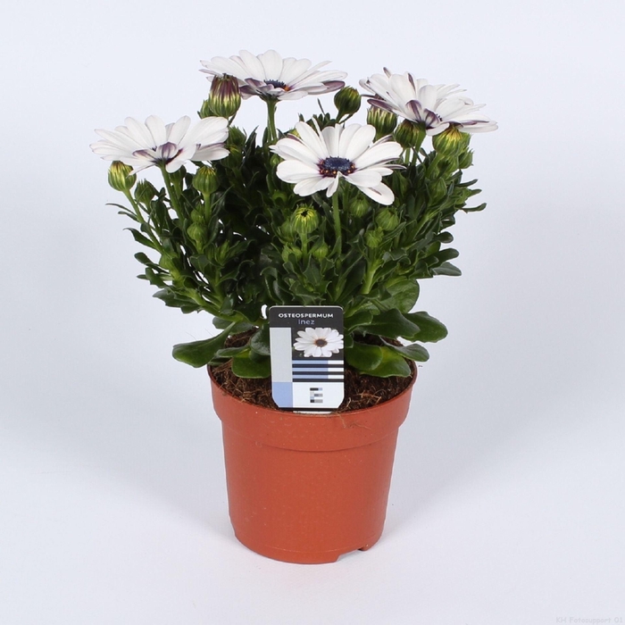<h4>Osteospermum FlowerPower White</h4>