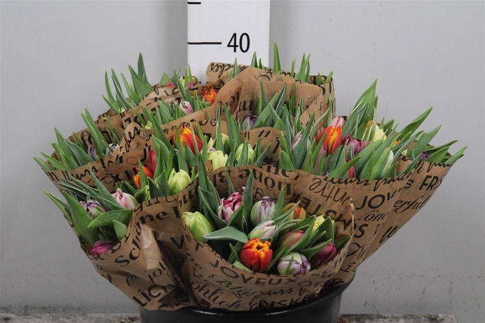 <h4>Tu Du Gemengd</h4>