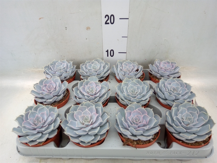 <h4>Echeveria lilacina</h4>