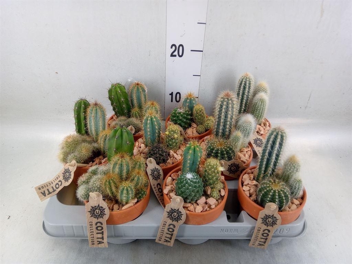<h4>Arr.  Cactus L%</h4>
