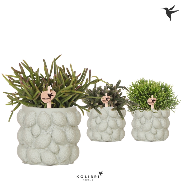 <h4>Rhipsalis Gemengd Keramiek Citrus Green</h4>