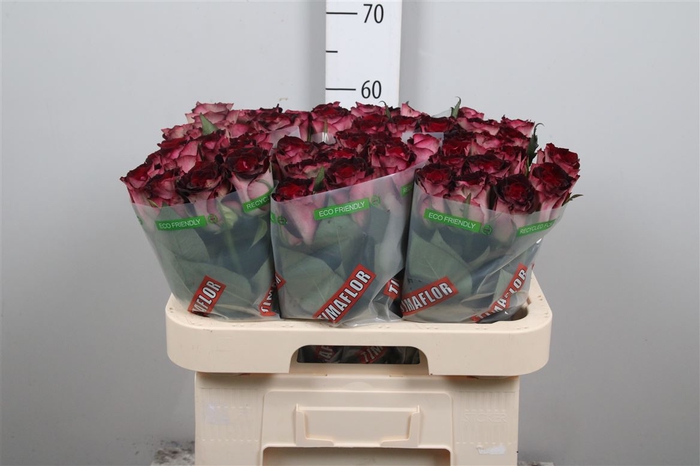 <h4>R Gr Scarlet Ruby</h4>