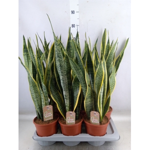 Sansevieria trifa. 'Laurentii'