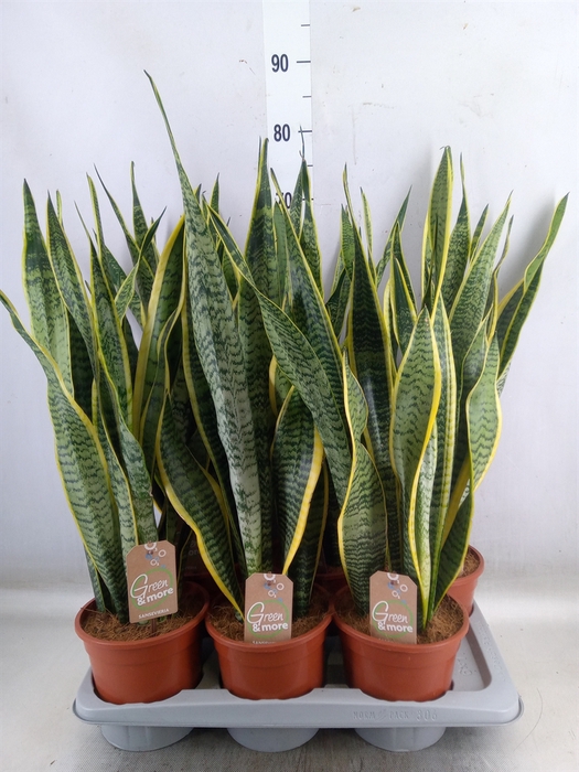 <h4>Sansevieria trifa. 'Laurentii'</h4>