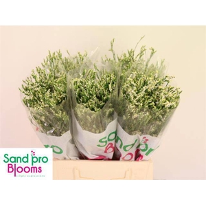 LIM SIN COOL DIAMOND