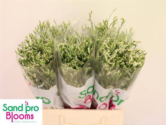 <h4>LIM SIN COOL DIAMOND</h4>