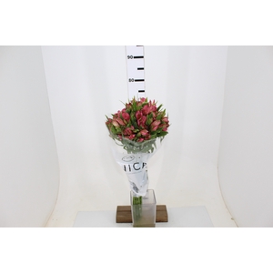 ALSTROEMERIA TOURMALINE 080 CM ROSA