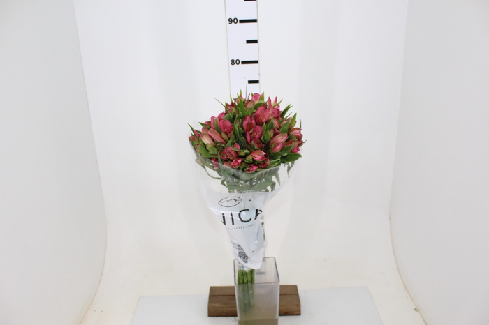 ALSTROEMERIA TOURMALINE 080 CM ROSA